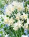 Orkideanarsissi White Marvel 10 kpl