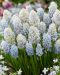 Helmililja Nature´s Beauty 10 kpl
