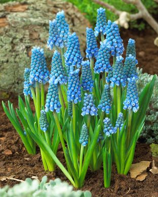 Helmililja Blue Magic 20 kpl