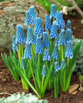 Helmililja Blue Magic 20 kpl
