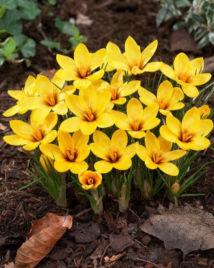 Korolkovinsahrami Kiss of Spring 7 kpl