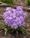 Isokevättähti Violet Beauty 15 kpl