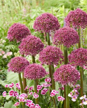 Purppurapallolaukka Ostara 5 kpl