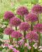Purppurapallolaukka Ostara 5 kpl