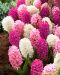 Hyasintti mix 9 kpl