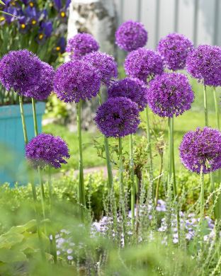 Ukkolaukka Purple Sensation 10 kpl