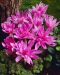 Tarhamyrkkylilja Waterlily 3 kpl