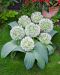 Pallolaukka Ivory Queen 5 kpl