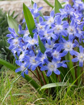 Kirjokevättähti Blue Giant 15 kpl