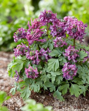 Pystykiurunkannus Purple Bird 5 kpl