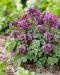 Pystykiurunkannus Purple Bird 5 kpl