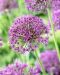 Sorjalaukka Violet Beauty 10 kpl