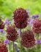 Laukka Red Mohican 5 kpl