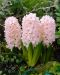 Hyasintti China Pink 10 kpl