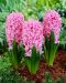 Hyasintti Pink Pearl 10 kpl