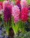 Hyasintti mix 30 kpl