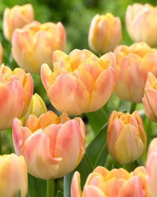 Kerrattu tulppaani Creme Upstar 10 kpl