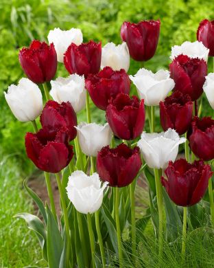 Tulisuudelma-tulppaanilajitelma 20 kpl