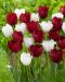 Tulisuudelma-tulppaanilajitelma 20 kpl