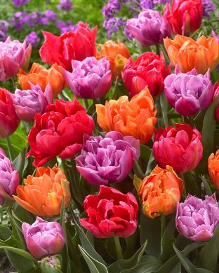 Juhlava-tulppaani mix 9 kpl