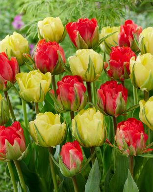 Vallaton-tulppaani mix 20 kpl