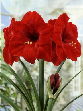 Amaryllis Red Knight