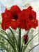 Amaryllis Red Knight