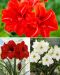 Amaryllis mix 3 kpl
