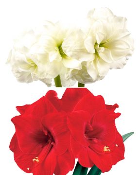 Amaryllis Duo 2 kpl