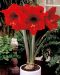 Amaryllis Red Lion