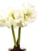 Kerrattu amaryllis Alfresco
