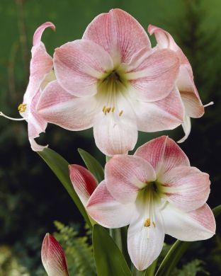 Amaryllis Apple Blossom