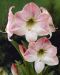 Amaryllis Apple Blossom