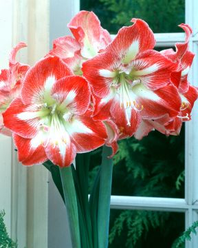 Amaryllis Minerva