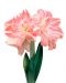 Kerrattu amaryllis Rozetta