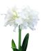 Kerrattu amaryllis Snow White