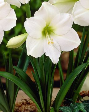 Amaryllis Intokazi
