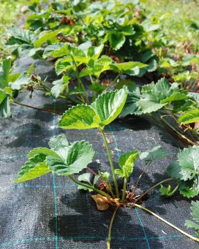 Katekangas 10 m²