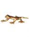 Gekko kultainen