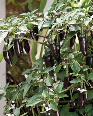 Chilipaprika Chenzo