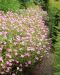Espanjankurjenpolvi Wargrave Pink 3 kpl