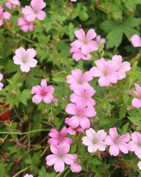Espanjankurjenpolvi Wargrave Pink 3 kpl