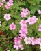 Espanjankurjenpolvi Wargrave Pink 3 kpl