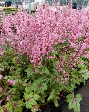 Rusohaltiankukka Pink Fizz 3 kpl