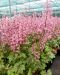 Rusohaltiankukka Pink Fizz 3 kpl