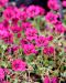 Harmaakurjenpolvi Jolly Jewel Raspberry 3 kpl