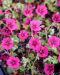 Harmaakurjenpolvi Jolly Jewel Raspberry 3 kpl