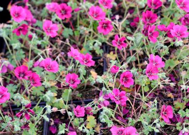 Harmaakurjenpolvi Jolly Jewel Raspberry 3 kpl