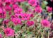 Harmaakurjenpolvi Jolly Jewel Raspberry 3 kpl