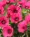 Harmaakurjenpolvi Jolly Jewel Raspberry 3 kpl
